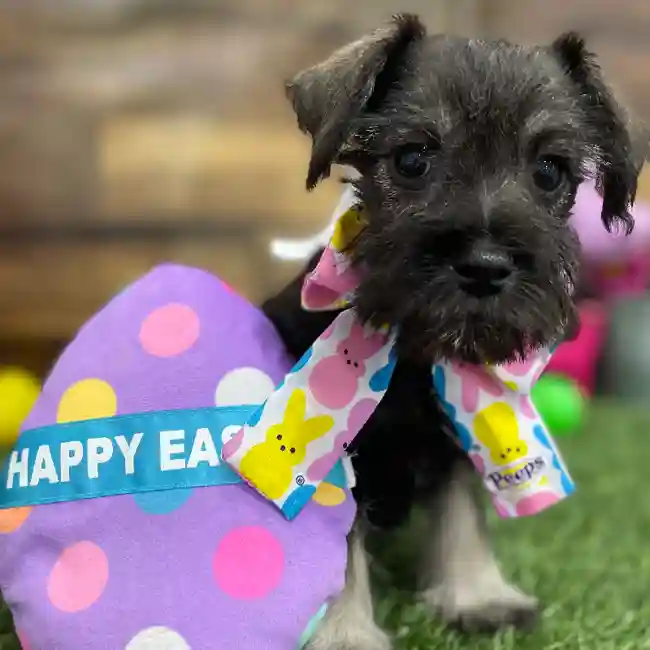 Female Miniature Schnauzer Puppy for Sale in Braintree, MA