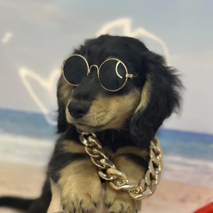 Male Dachshund Puppy for Sale in Saugus, MA