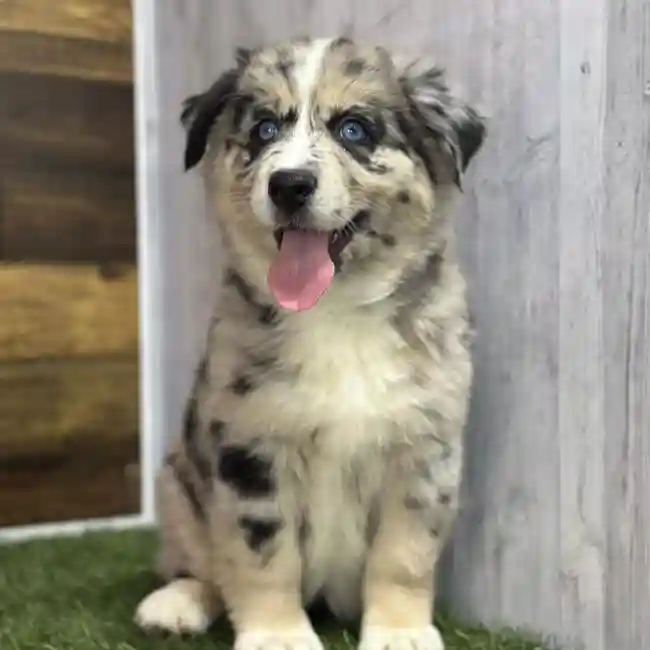 Female Australian Husky Puppy for Sale in Saugus, MA