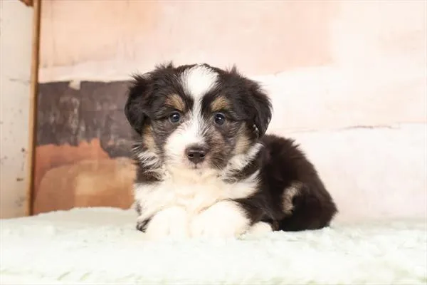 Male Aussiedoodle 2Nd Gen puppy named Rico for sale at Pet Express Braintree.