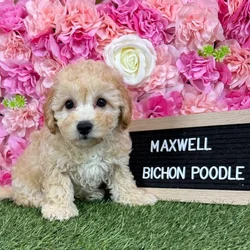 Male Bichon-Poodle puppy named Maxwell for sale at Pet Express Braintree.