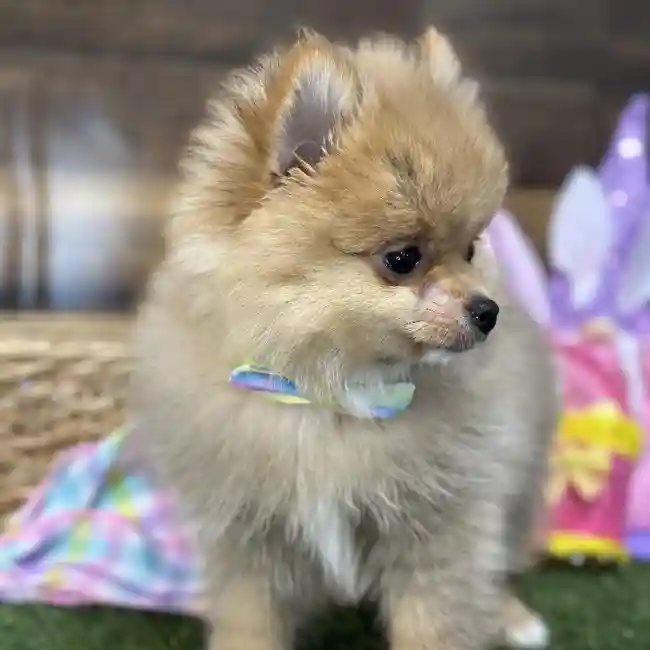 Male Pomeranian Puppy for Sale in Saugus, MA