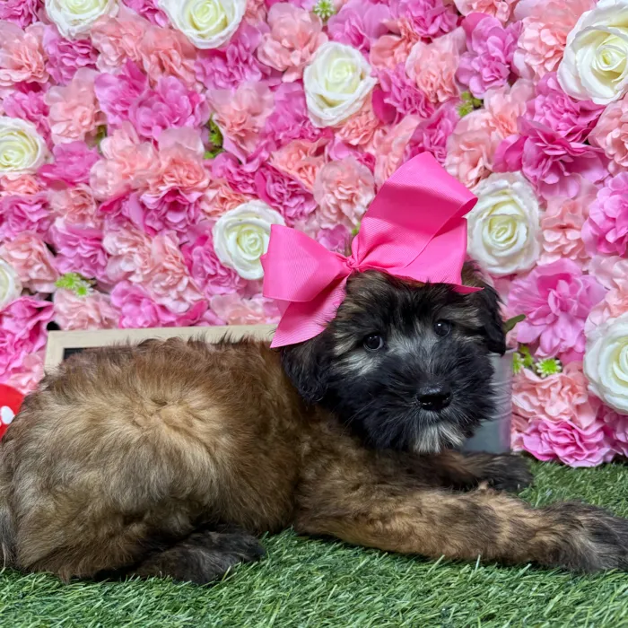 Female Soft Coated Wheaten Terrier puppy named Triscuit for sale at Pet Express Braintree.