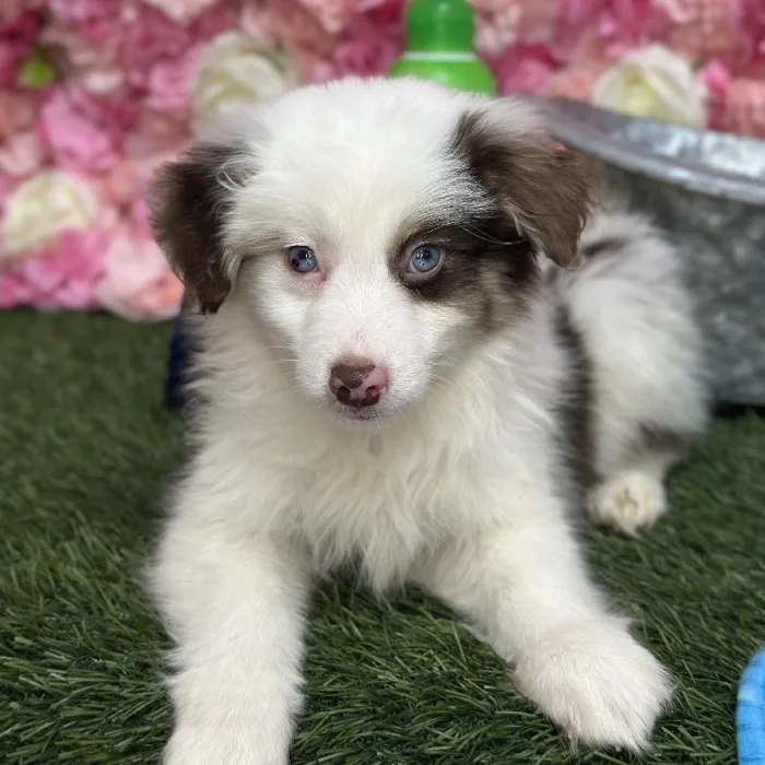 Male Toy Australian Shepherd Puppy for Sale in Braintree, MA