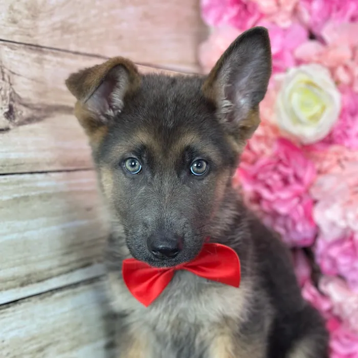 Male German Shepherd Dog puppy named Phil for sale at Pet Express Saugus.