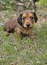 car_main_img_/media/ap_media/pets/UPZWWMIAVTPV188785.webp.250x250_q85.webp