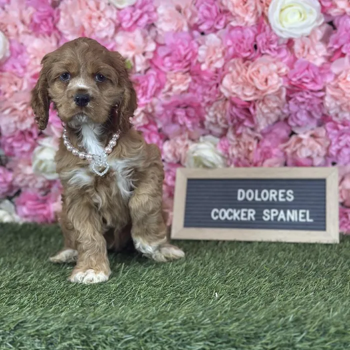 Female Cocker Spaniel puppy named Dolores for sale at Pet Express Saugus.
