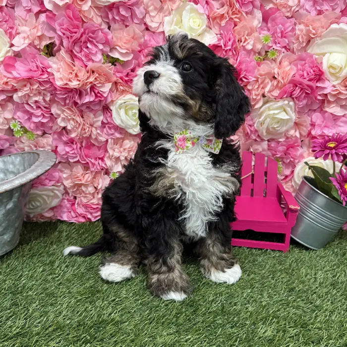 Male Mini Bernedoodle 2nd Gen Puppy for Sale in Braintree, MA