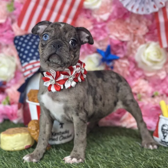 Female Bugg Puppy for Sale in Saugus, MA