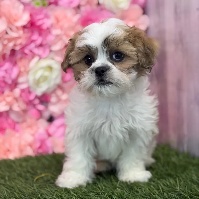 Male Teddy Bear (Zuchon) puppy named Gallo for sale at Pet Express Saugus.