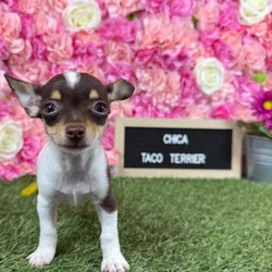 Female Taco Terrier (Toy Fox/Chi) puppy named Chica for sale at Pet Express Braintree.