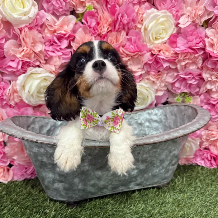 Male Cavalier King Charles Spaniel Puppy for Sale in Braintree, MA