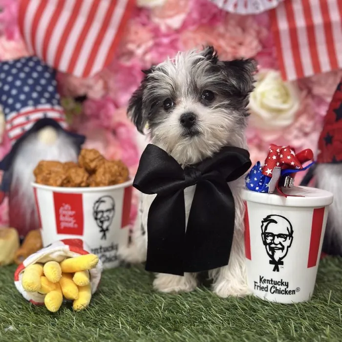 Male Morkie Puppy for Sale in Saugus, MA