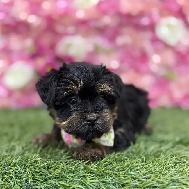 Male Yorkie-Poo Puppy for Sale in Braintree, MA