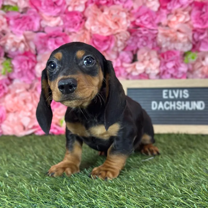 Male Dachshund puppy named Elvis for sale at Pet Express Saugus.