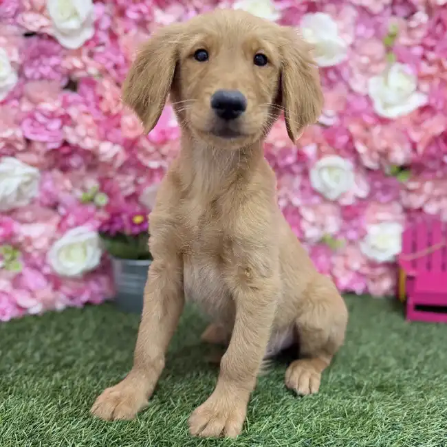 Male Golden Retriever Puppy for Sale in Braintree, MA