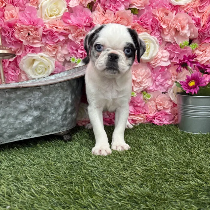 Female Pug Puppy for Sale in Braintree, MA