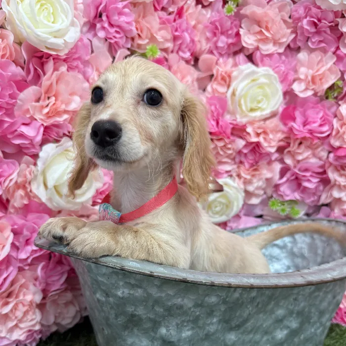 Male Dachshund Puppy for Sale in Braintree, MA