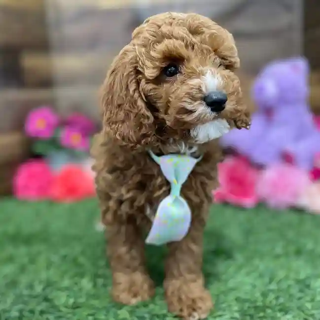 Male Poodle Moyen (Medium) Puppy for Sale in Braintree, MA