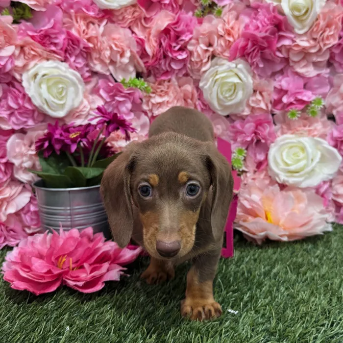 Male Dachshund Puppy for Sale in Braintree, MA