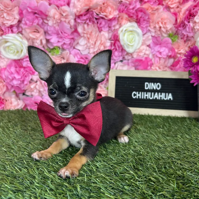 Male Chihuahua puppy named Dino for sale at Pet Express Braintree.