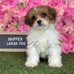 Male Lhasa-Poo puppy named Skipper for sale at Pet Express Saugus.