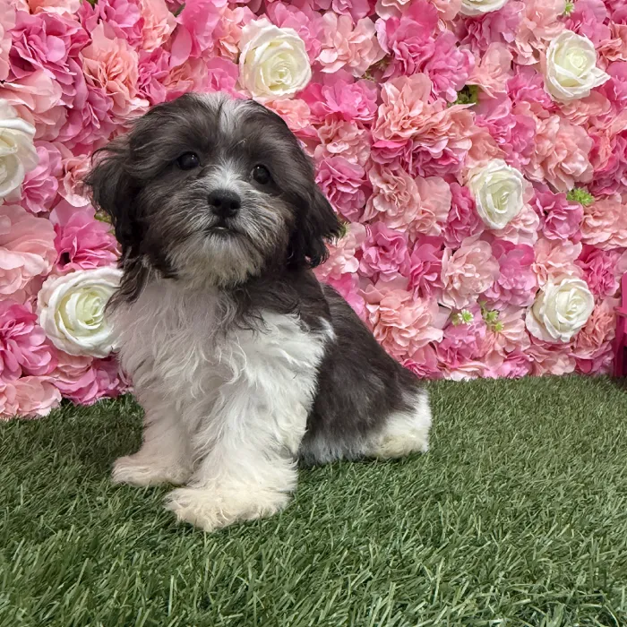 Male Shih-Poo Puppy for Sale in Braintree, MA