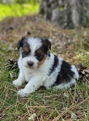 car_main_img_/media/ap_media/pets/UTPCQYOLSQHE188776.webp.250x250_q85.webp