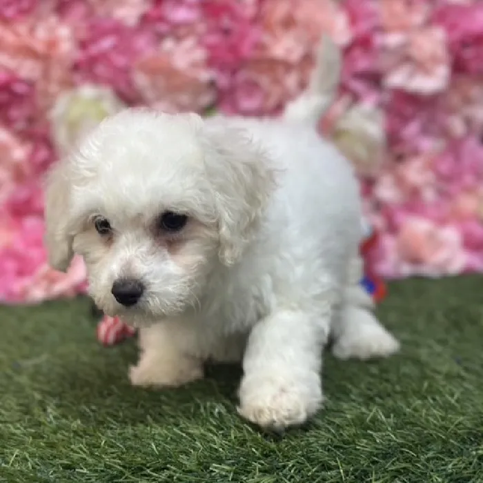 Female Bichon Frise Puppy for Sale in Saugus, MA