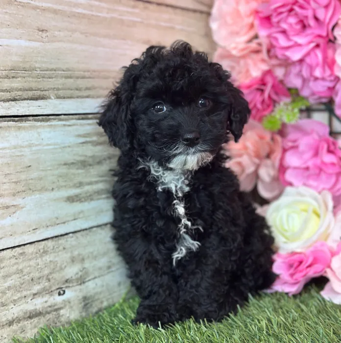Female Micro Mini Bernedoodle F1Bb puppy named Coral for sale at Pet Express Saugus.