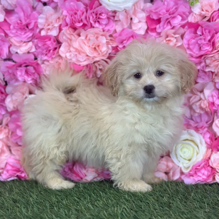 Female Peke A Poo puppy named Reba for sale at Pet Express Saugus.