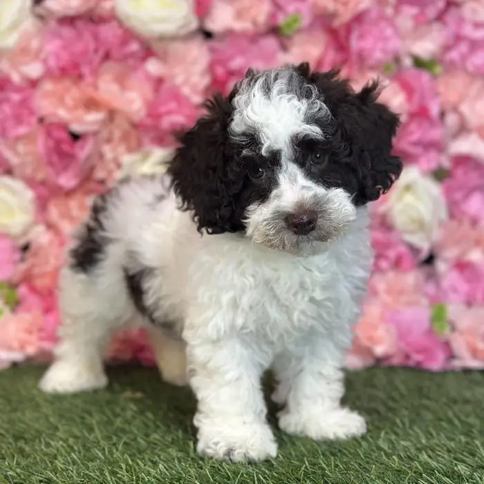Male Mini NewfyPoo Puppy for Sale in Saugus, MA