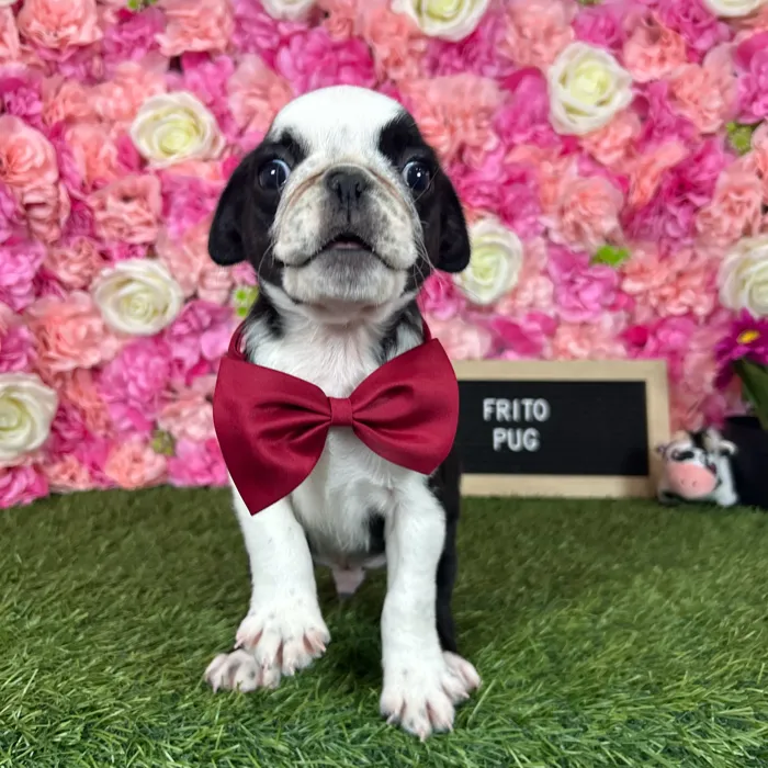 Male Pug puppy named Frito for sale at Pet Express Braintree.