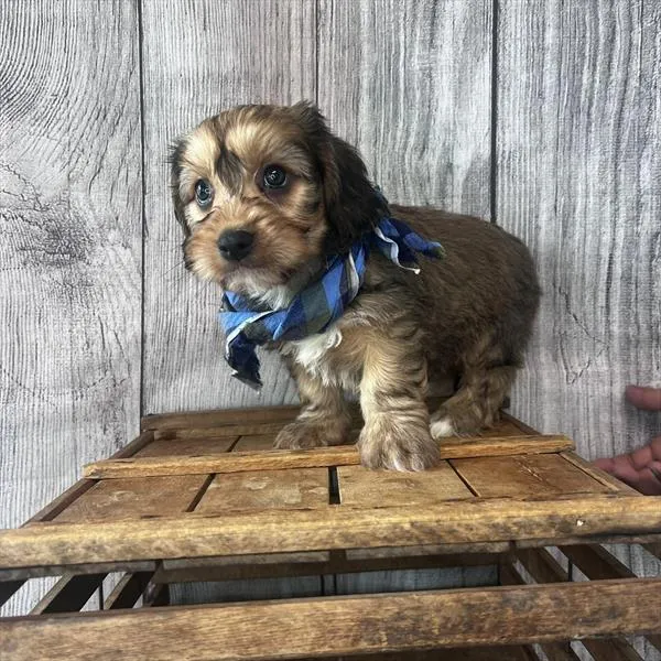 Male Cavanese puppy named Big Papi for sale at Pet Express Saugus.