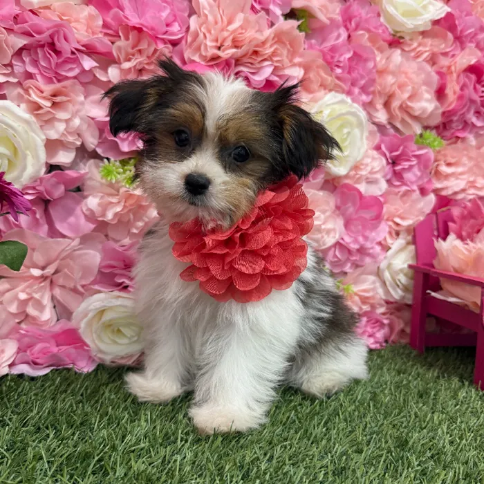 Female Shorkie Puppy for Sale in Braintree, MA