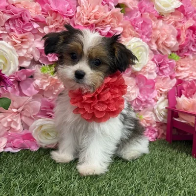 Female Shorkie Puppy for Sale in Braintree, MA