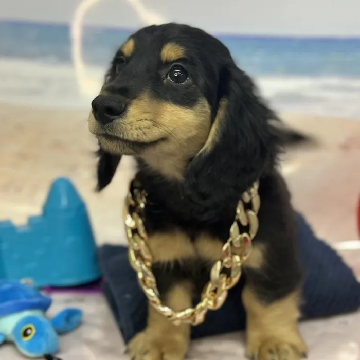Male Dachshund Puppy for Sale in Saugus, MA