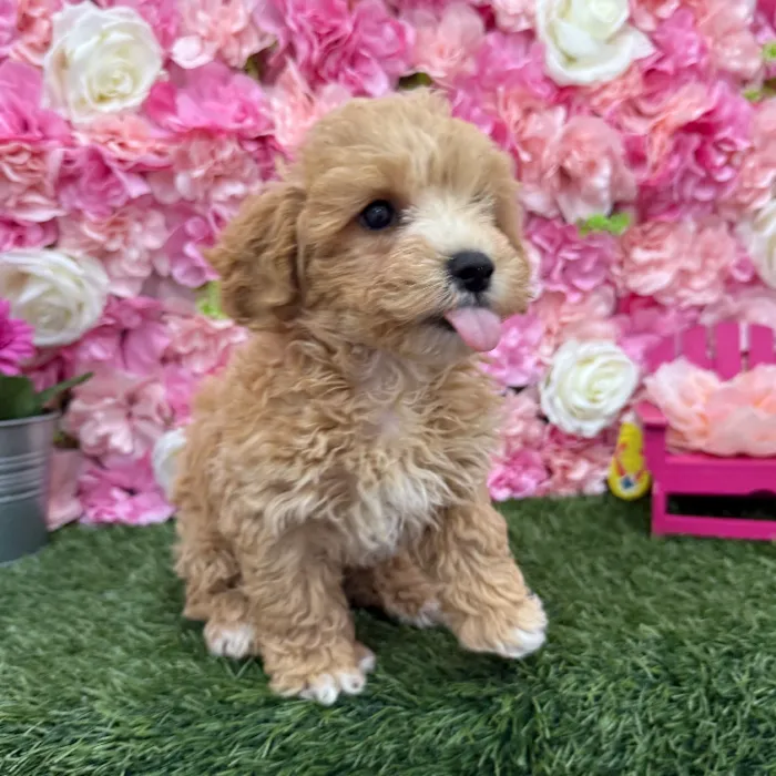Female Malti-Poo Puppy for Sale in Braintree, MA