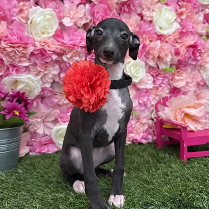 Female Italian Greyhound Puppy for Sale in Braintree, MA