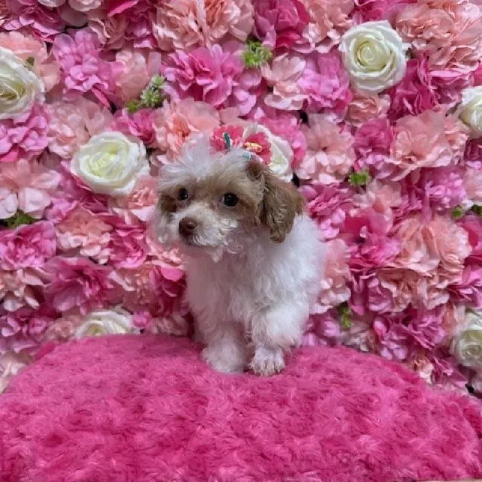 Female Poodle Toy Puppy for Sale in Saugus, MA