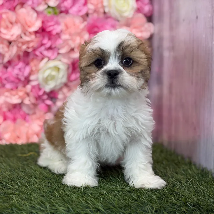 Male Teddy Bear (Zuchon) puppy named Gallo for sale at Pet Express Saugus.