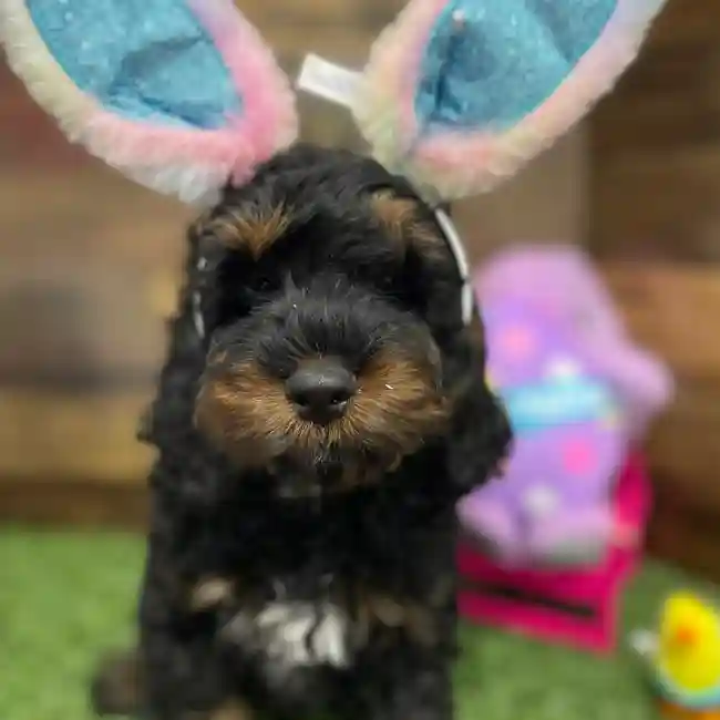 Male Cockapoo Puppy for Sale in Braintree, MA