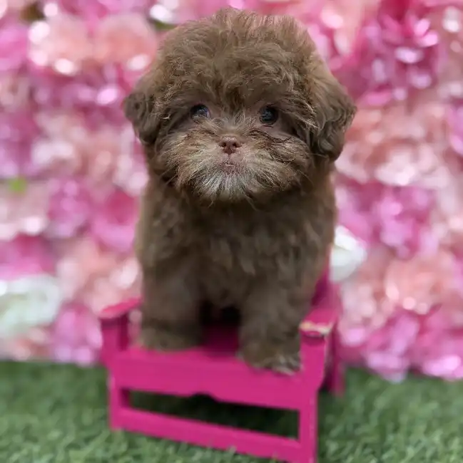 Male Shih-Poo Puppy for Sale in Braintree, MA