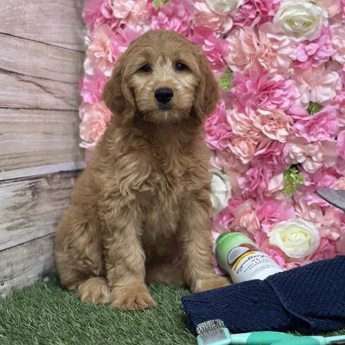 Female Mini Goldendoodle (Moyen) Puppy for Sale in Saugus, MA
