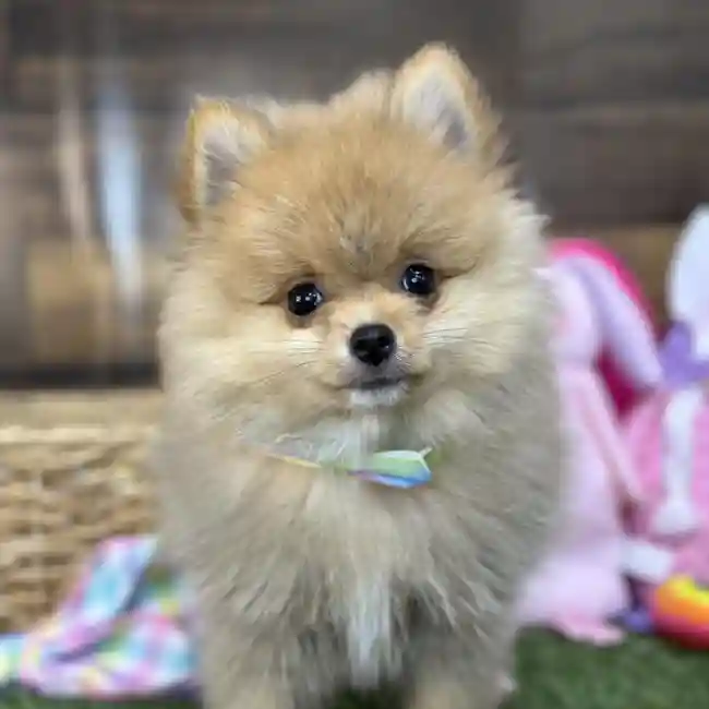 Male Pomeranian Puppy for Sale in Saugus, MA