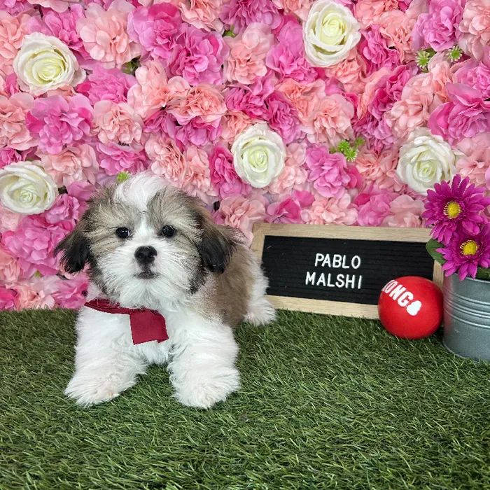 Male Malshi puppy named Pablo for sale at Pet Express Braintree.