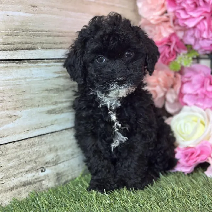 Female Micro Mini Bernedoodle F1Bb puppy named Coral for sale at Pet Express Saugus.