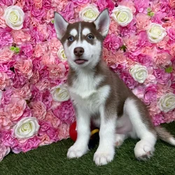 Male Siberian Husky puppy named Odin for sale at Pet Express Braintree.