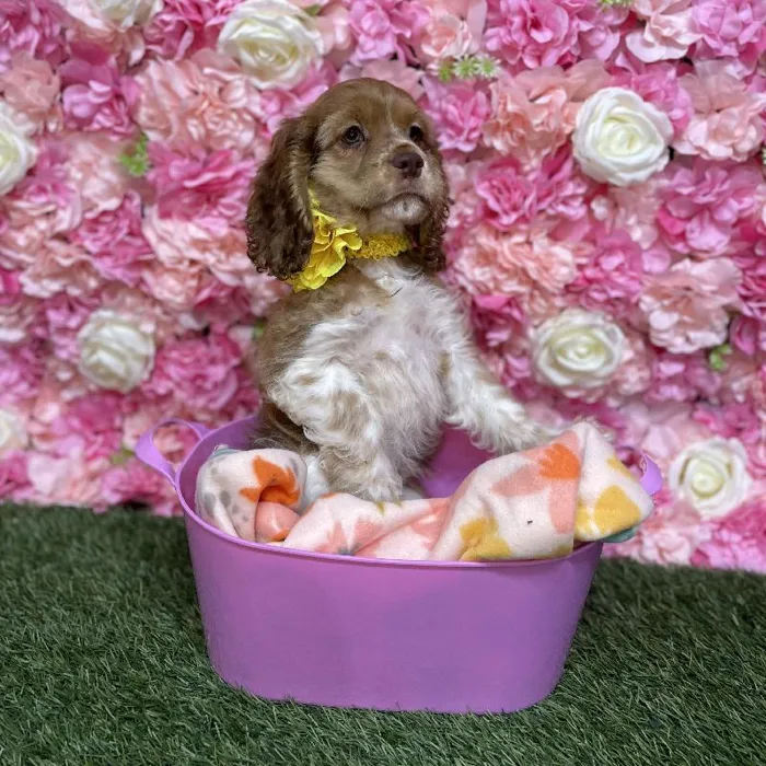 Female Cocker Spaniel Puppy for Sale in Saugus, MA