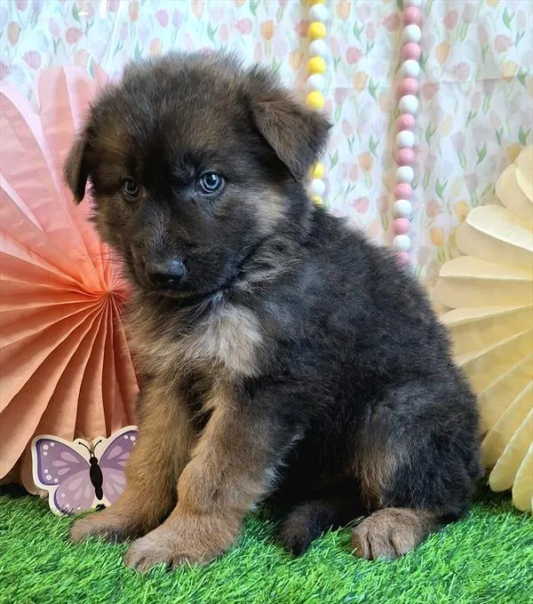 Male German Shepherd Dog puppy named King for sale at Pet Express Braintree.